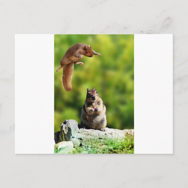 Flying squirrel postcard (Front)