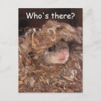 Flying Squirrel Postcard