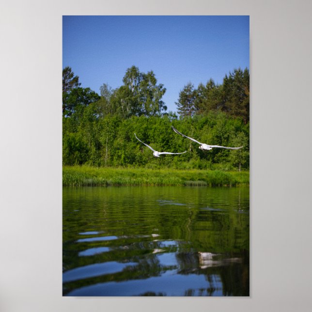 Flying Swan Nature Bird Wild Life Poster (Front)