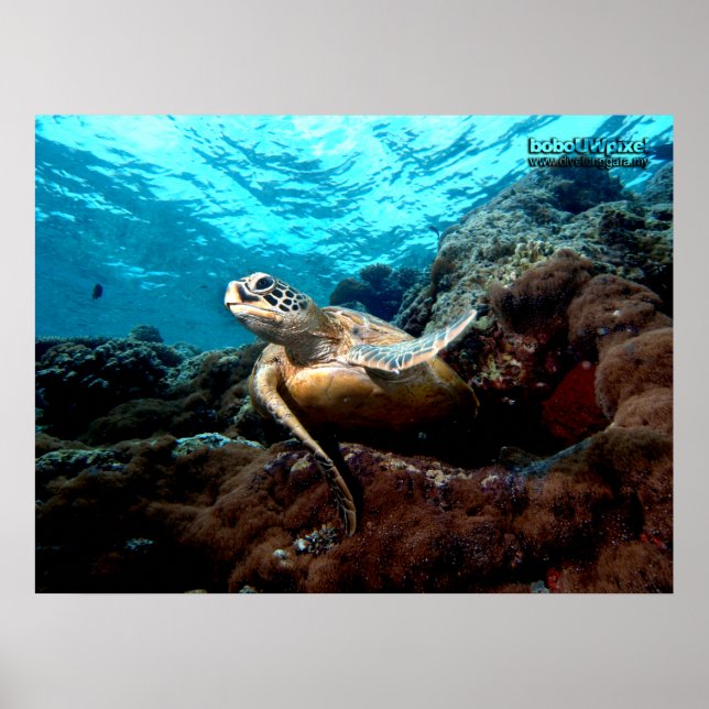 Flying Turtle Poster (Front)