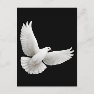 Flying White Dove Postcard