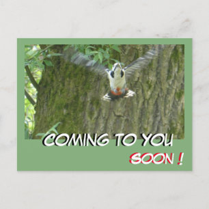 Flying Woodpecker Coming to You Soon Postcard