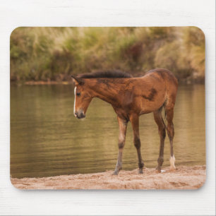 Foal at the river mouse pad