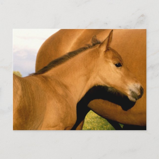 Foal Closeup Postcard (Front)