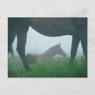 Foal Framed by its Mother Postcard