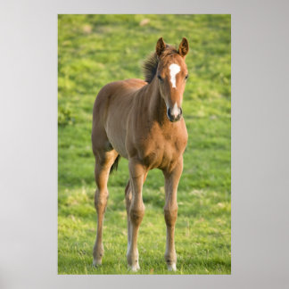 Foal grazing in field in County Wexford, Ireland Poster