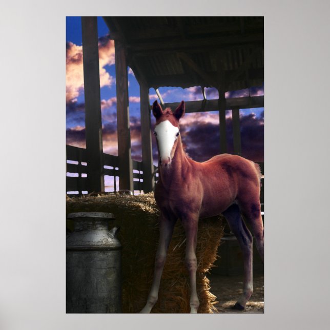 Foal Horse in the Barn Poster (Front)
