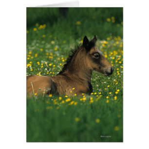 Foal Laying Down in Flowers