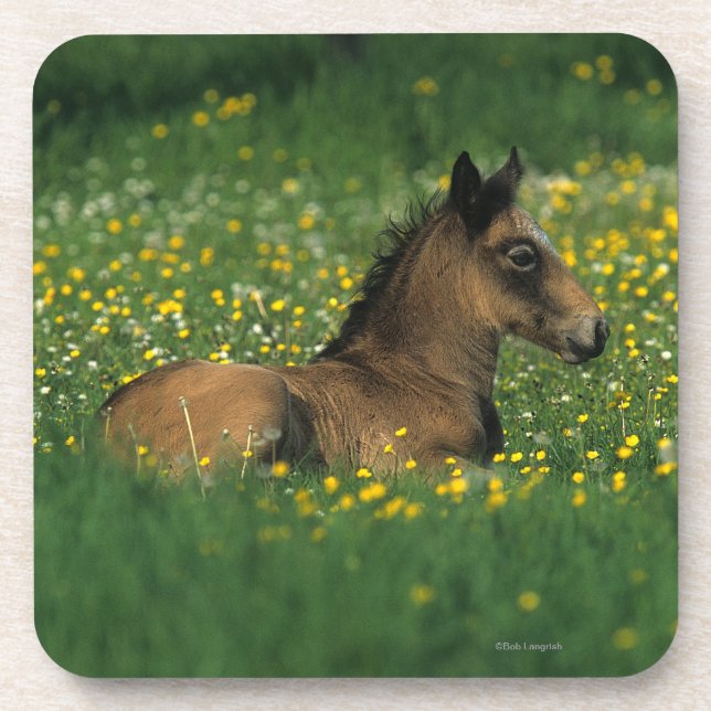 Foal Laying Down in Flowers Coaster (Front)
