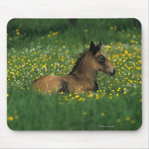 Foal Laying Down in Flowers Mouse Pad