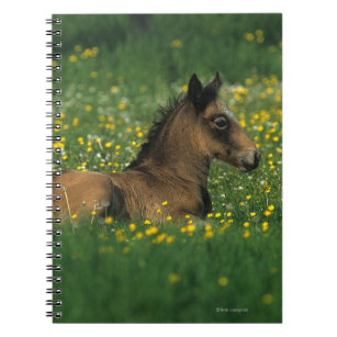 Foal Laying Down in Flowers Notebook