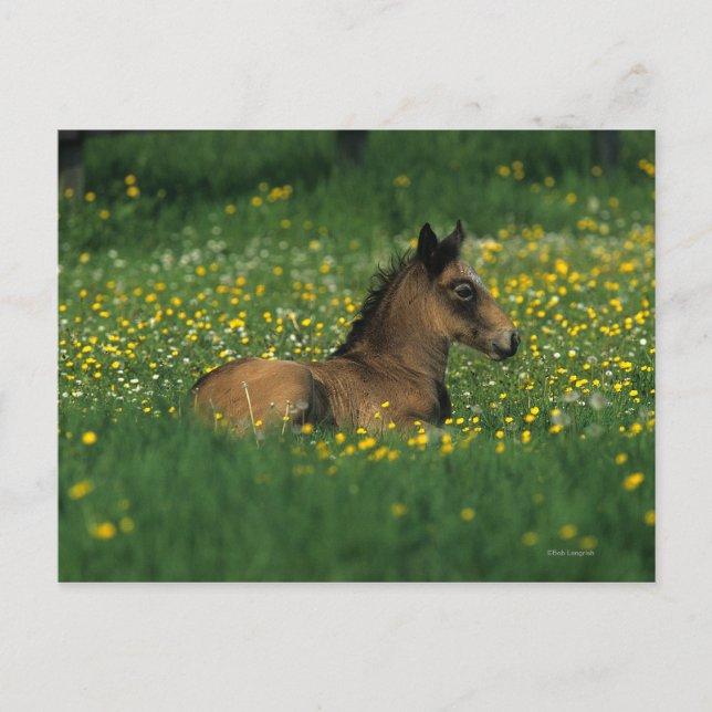 Foal Laying Down in Flowers Postcard (Front)