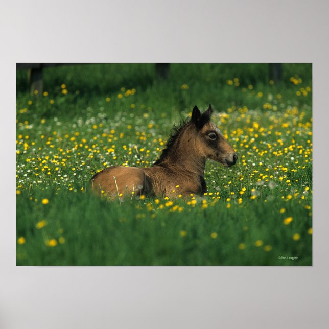 Foal Laying Down in Flowers Poster (Front)