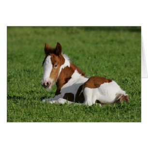 Foal Laying in Grass