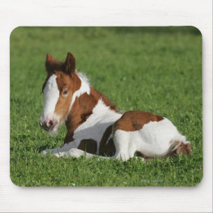 Foal Laying in Grass Mouse Pad