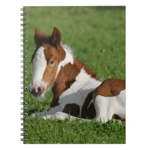 Foal Laying in Grass Notebook