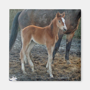 Foal magnet