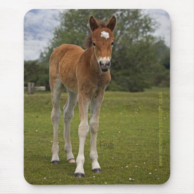 Foal Mousemat (Front)