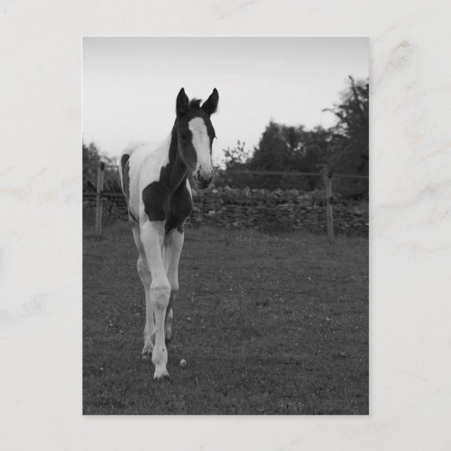 foal postcard (Front)