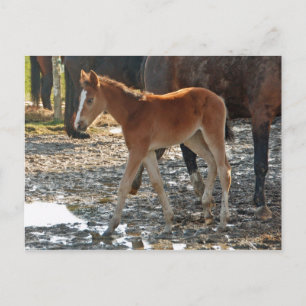 Foal postcard