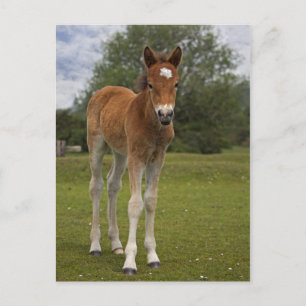 Foal Postcard