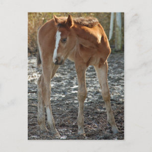 Foal postcard
