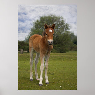 Foal Print