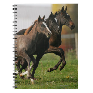 Foal Running Notebook