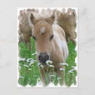Foal Smelling Daisies Postcard