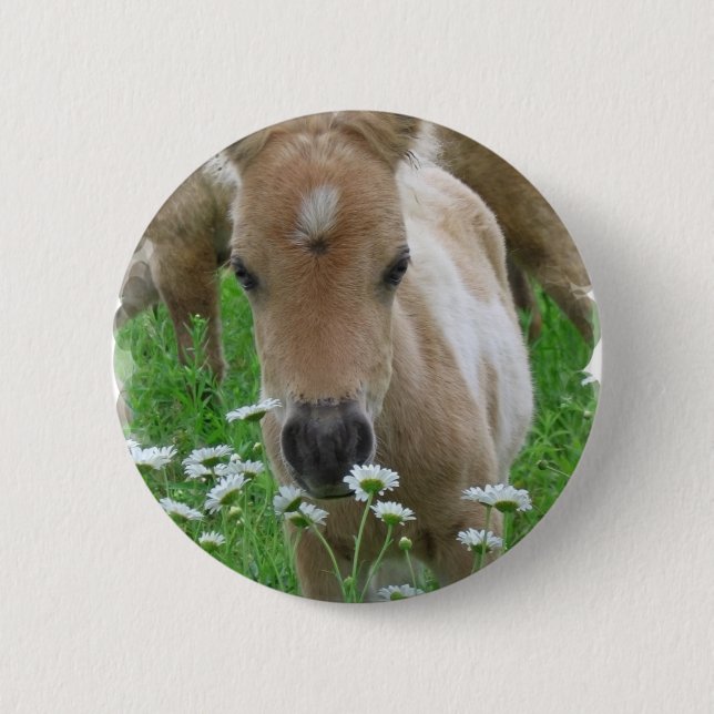 Foal Smelling Daisies Round Button (Front)