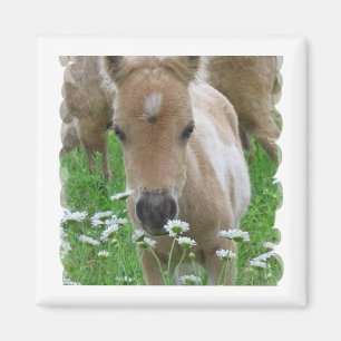 Foal Smelling Daisies Square Magnet