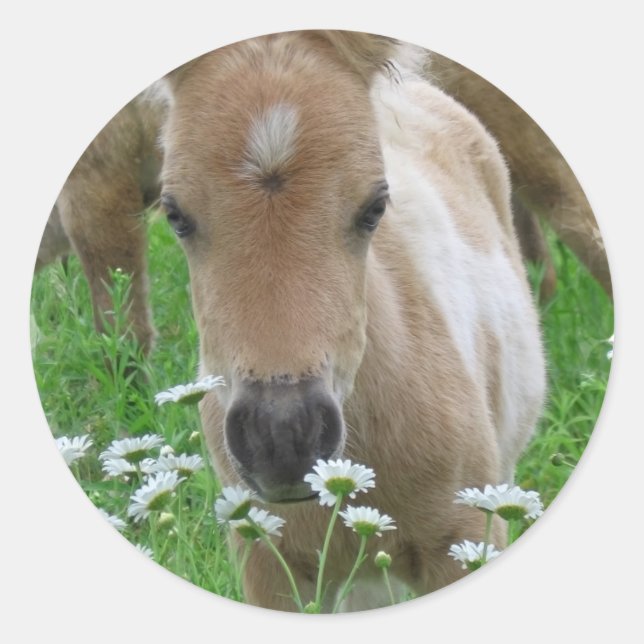 Foal Smelling Daisies Sticker (Front)