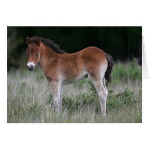 Foal Standing