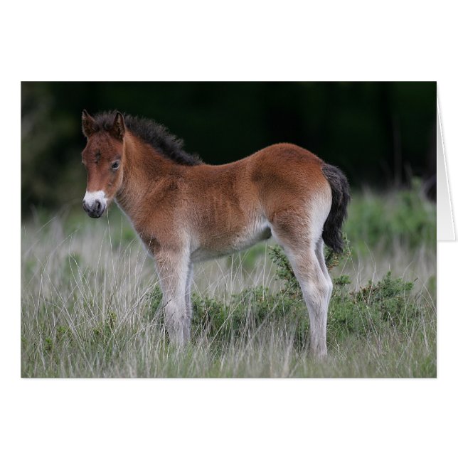 Foal Standing (Front Horizontal)