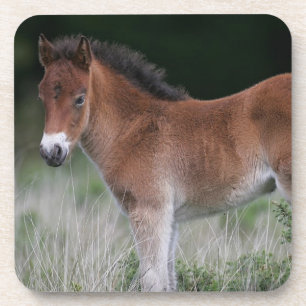 Foal Standing Coaster