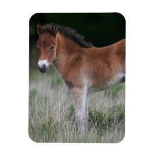 Foal Standing Magnet