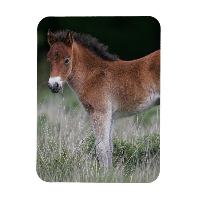 Foal Standing Magnet (Vertical)