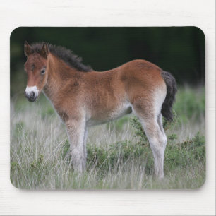 Foal Standing Mouse Pad
