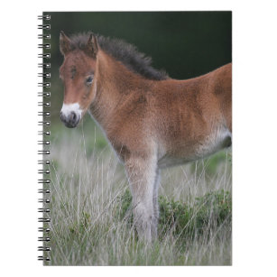 Foal Standing Notebook