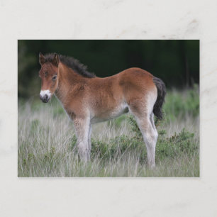 Foal Standing Postcard