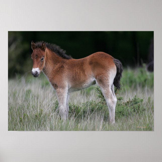 Foal Standing Poster (Front)