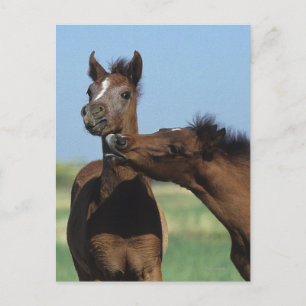 Foals Playing 2 Postcard