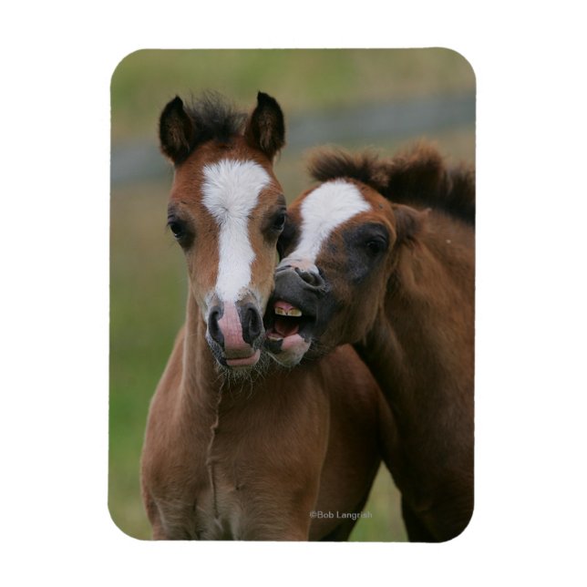 Foals Playing Magnet (Vertical)