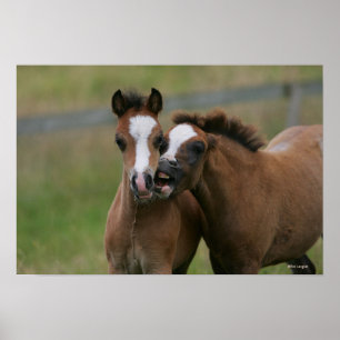 Foals Playing Poster