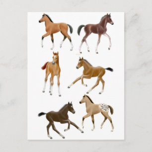 Foals Postcard