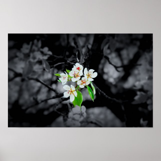 "Focus" Black and white blossom poster (Front)