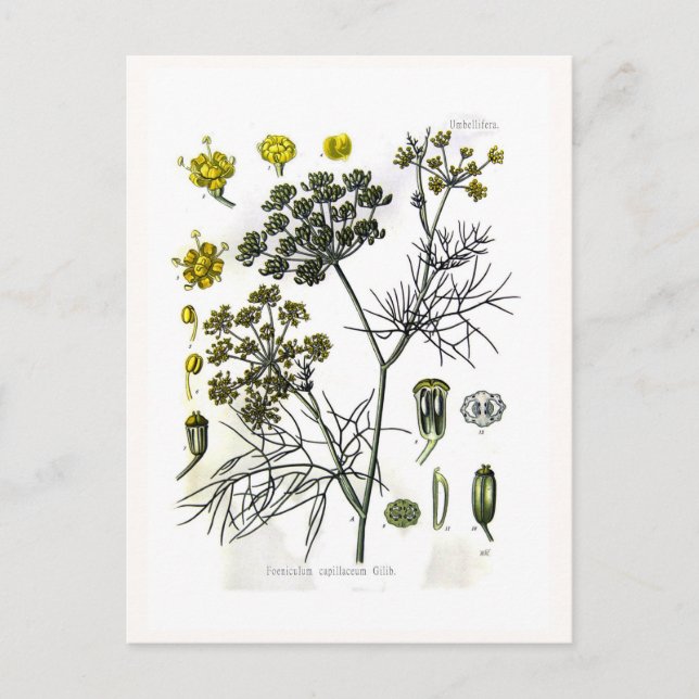 Foeniculum capillaceum(fennel) postcard (Front)