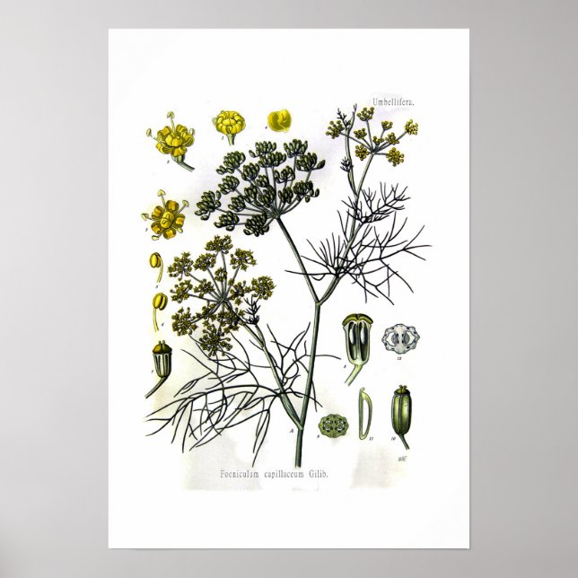 Foeniculum capillaceum(fennel) poster (Front)