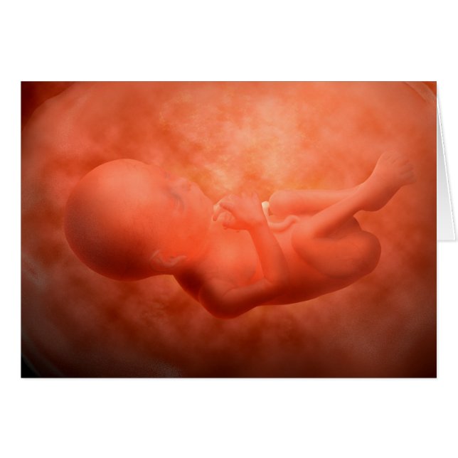 Foetus Development At 24 Weeks (Front Horizontal)