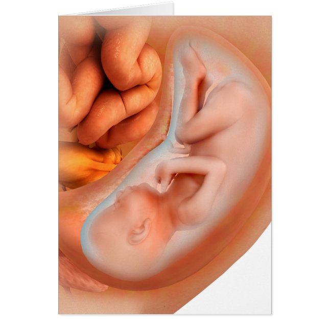 Foetus Development At 36 Weeks (Front)